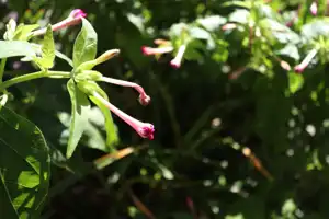 2025-10-00 Osaka, Japan - Osaka (50).webp